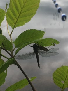 Emerging Dragonfly